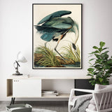 Wall Art 50cmx70cm Great Blue Heron By John James Audubon Black Frame Canvas