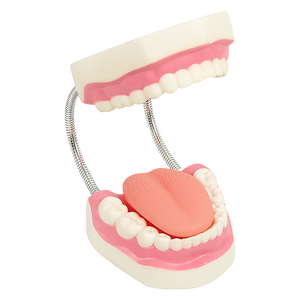 Dental Tooth Brushing Model Teeth Care