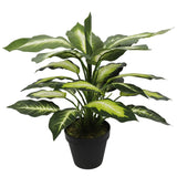 Leopard Lily (Dieffenbachia) with Pot 40cm