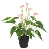 Artificial Plant Flowering White & Pink Peace Lily / Calla Lily Plant 50cm